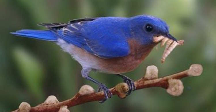 Pictures Of Bluebird - Free Bluebird pictures 